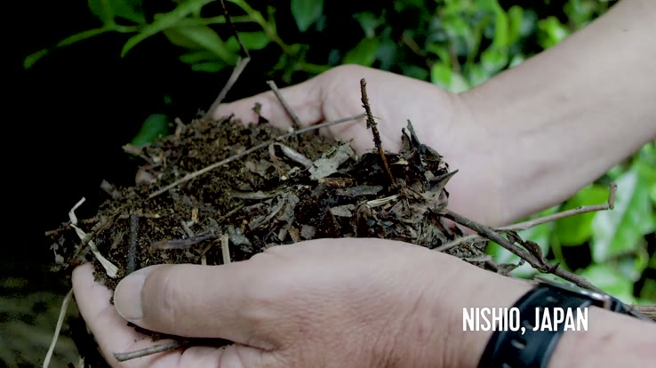 What Is Matcha: Japan